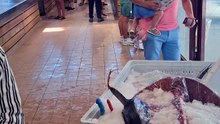 Thon rouge de 280 kilos à vendre à Saint-Malo