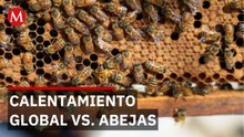 Apicultores alertan: el calor mata abejas pero nadie lo nota hasta que es tarde