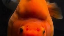 Poissons rouges japonais : Sommes-nous allés TROP LOIN ?