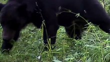 BROWN BEAR #EUWILDLIFE