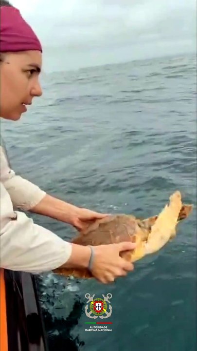 Duas tartarugas reabilitadas foram libertadas ao largo de Aveiro