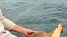 Duas tartarugas reabilitadas foram libertadas ao largo de Aveiro