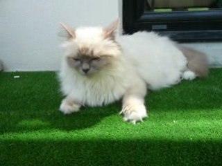 La princesse aux chaussons blancs sur sa terrasse