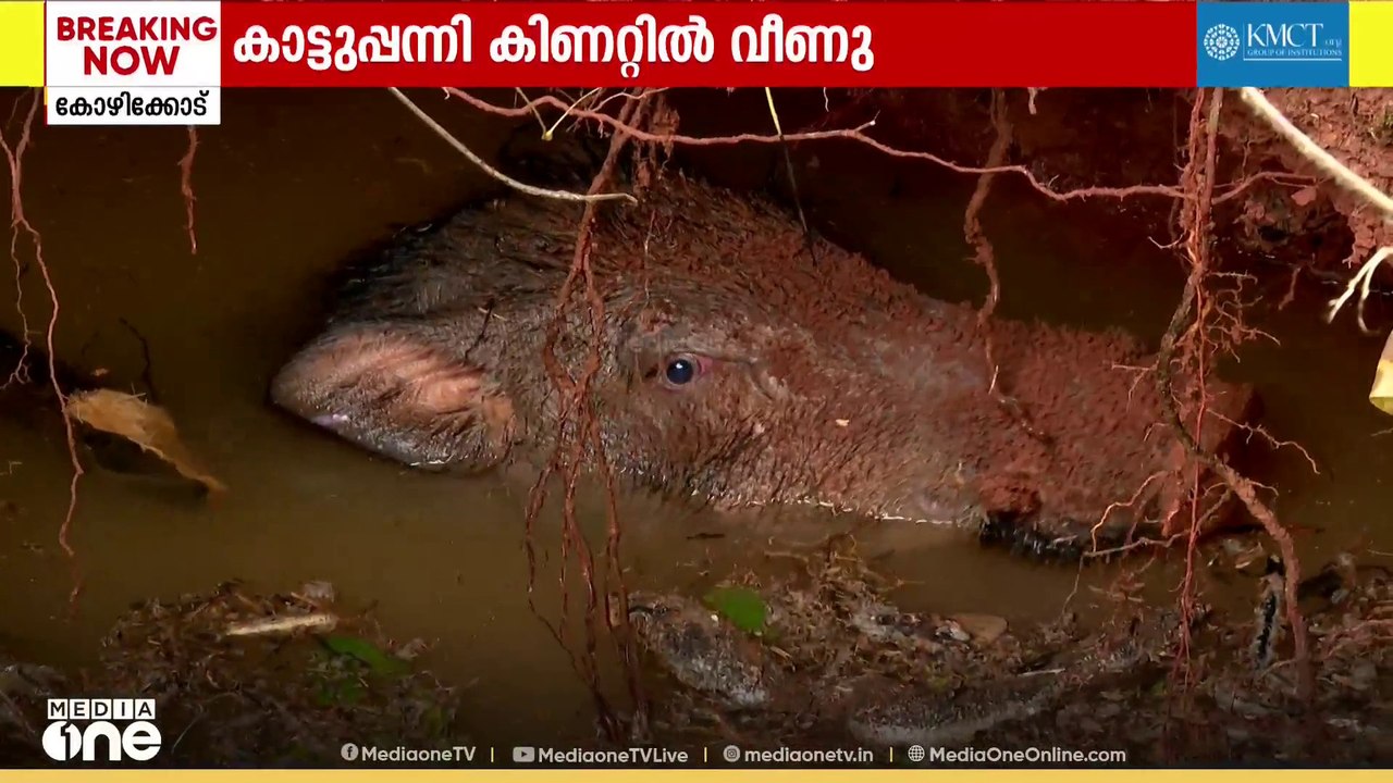 കിണറ്റിൽ വീണ് കാട്ടുപ്പന്നി; അനുമതി ലഭിച്ച ശേഷം വെടിവെക്കും