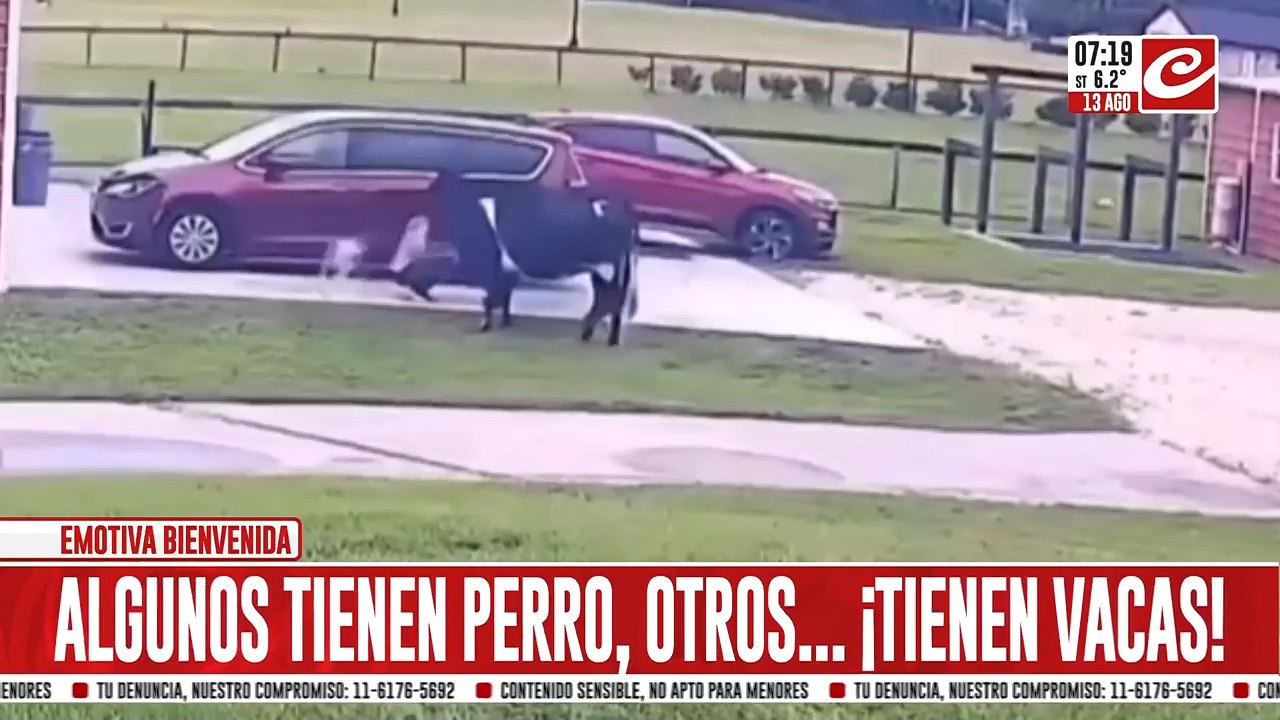 Vacas reciben a su dueña y el video causa ternura en las redes sociales