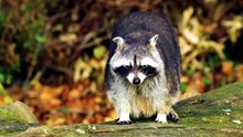 how to keep raccoons away from chickens at night