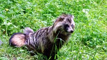 raccoon dog vs raccoon who would win