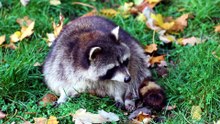 is trapping raccoons illegal
