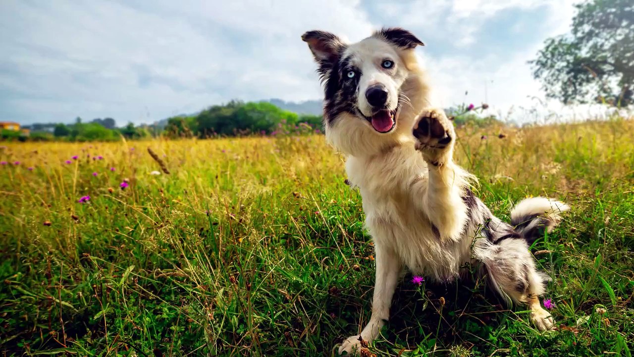 Hunde können zwischen glücklichen und traurigen menschlichen Gesichtern unterscheiden