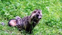 can you have a pet raccoon dog