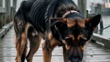 This poor soul was left alone in the rain… ribs showing, body trembling 💔
