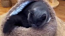 2-in-1 Plush Cat & Dog Cave Bed – Cozy, Warm & Self-Warming Pet Cave