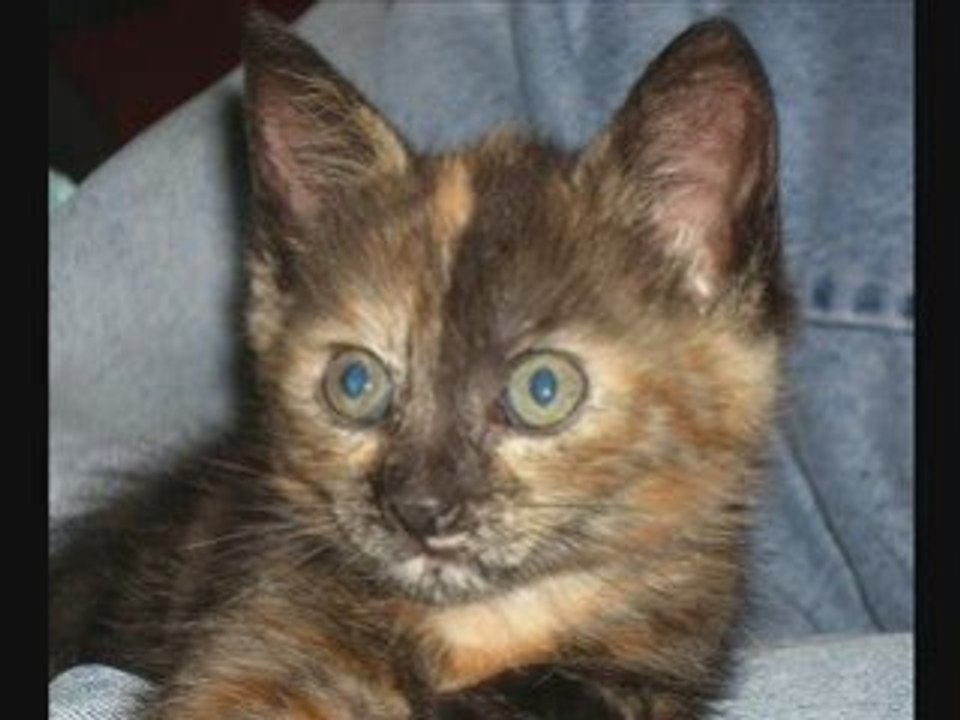 2eme portée Princesse