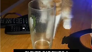 Your LAUGH Is Guaranteed When This Cat Tries to Drink Water