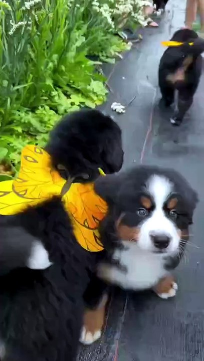 A few little dog-butterflies have arrived in th...