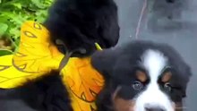 A few little dog-butterflies have arrived in the garden: