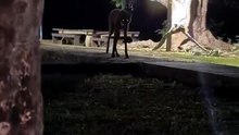 Una mujer se encontró con un aguará guazú