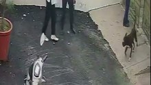 Pitbull bites couple in Patiala, leaving them seeking medical treatment