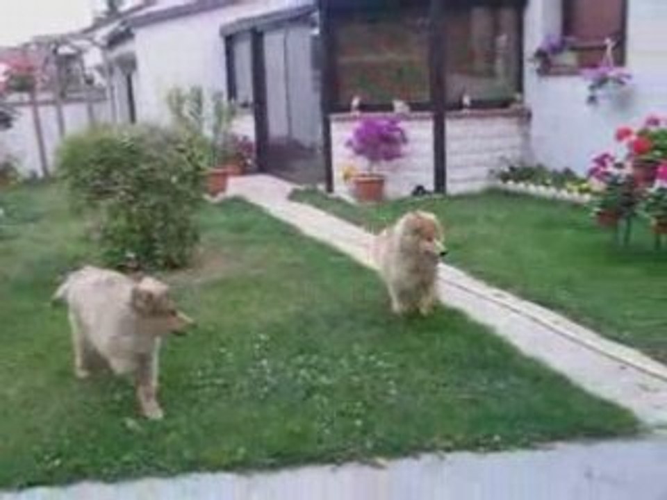 Diva D'Artagnan et Dreffus 1