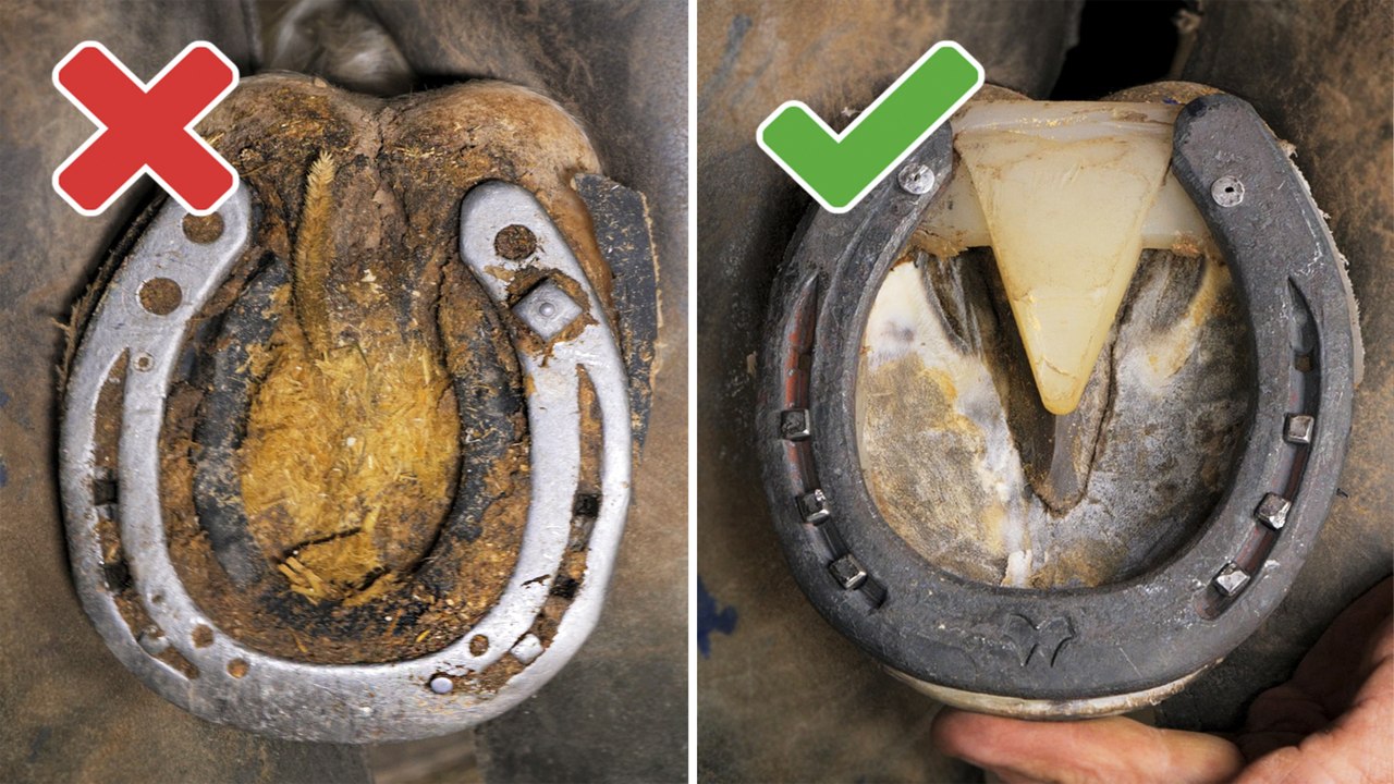 Farm Craftsmanship: Hot Forging Horseshoes and Equine Care
