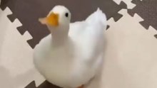 🦆 This Duck Is Too Funny! 😂 Watch What Happens Next!