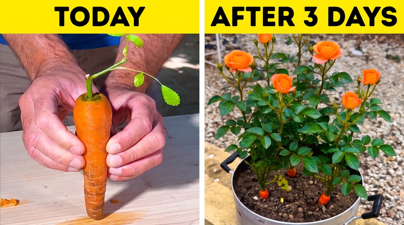 Surprising Garden ideas to Grow Flowers, Trees...