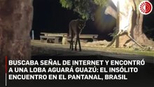 Una aguará guazú se acerca sin miedo a una documentalista brasileña