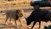 Neither one was willing to back down. 🦁🦬👀