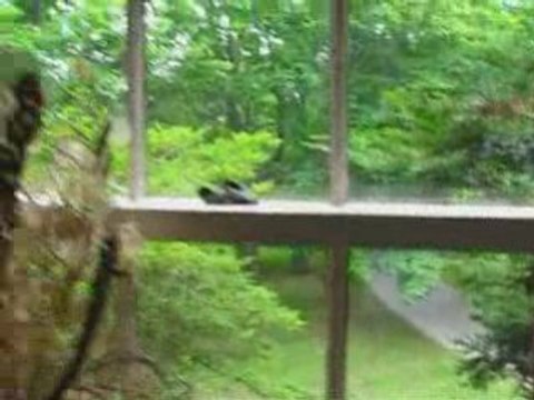 Toronto Discoveries-A Bike Ride to the Toronto Islands