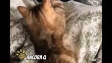 Animali doppiati