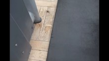 Agozzino Alfredo con i suoi amici cani e gatti