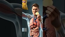 What Happens When You Eat Lays? | 3D Digestive System Animation