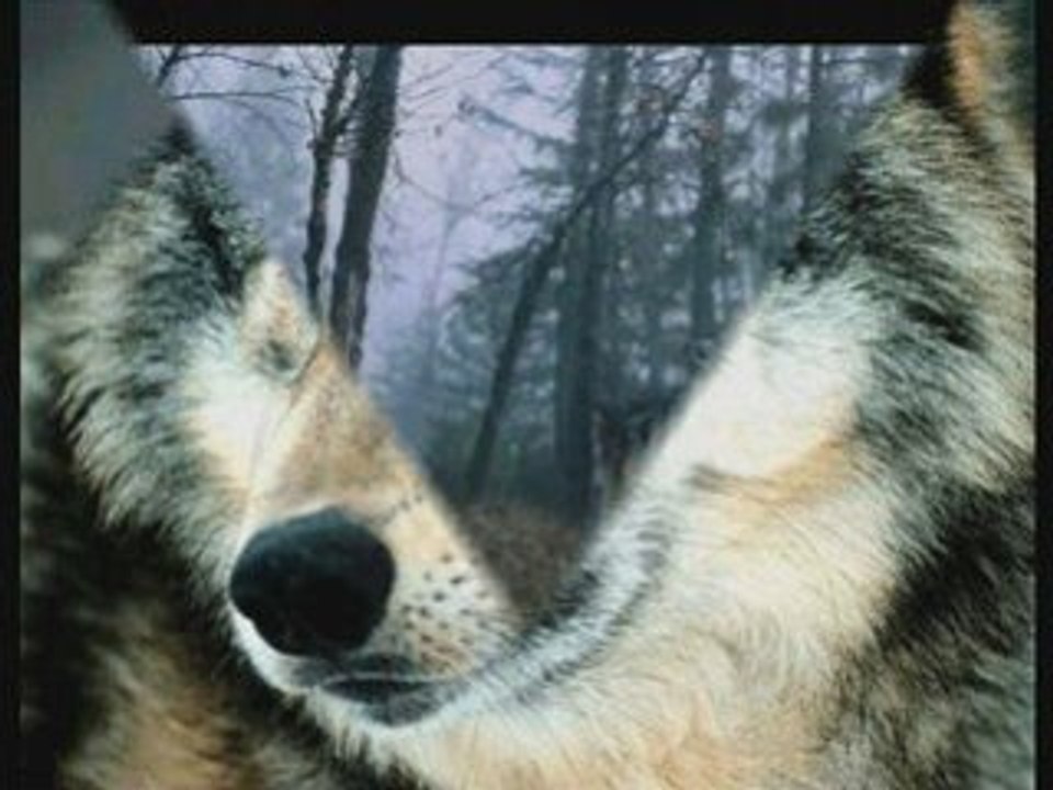 Loup