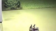 ESSE ANIMAL FINGE A PRÓPRIA MORTE?