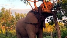 Breathtaking Safari Video Of A Massive Bull Elephant Resting Its Heavy Head On A Tree Branch