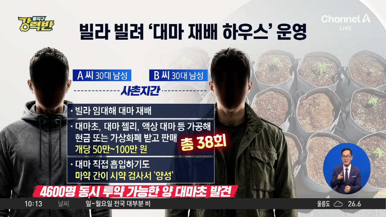 [돌직구 강력반]빌라 빌려 대마 재배·유통한 사촌 2명 검거