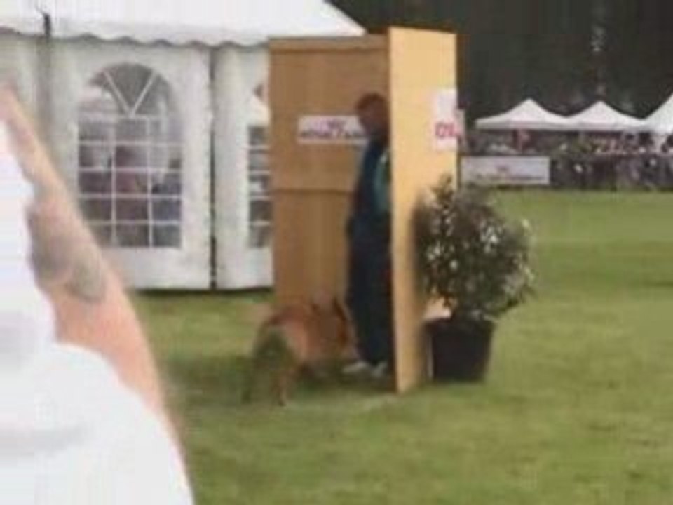 Vito des Bergers d'Ecouves Finale Ring Le Touquet 2008