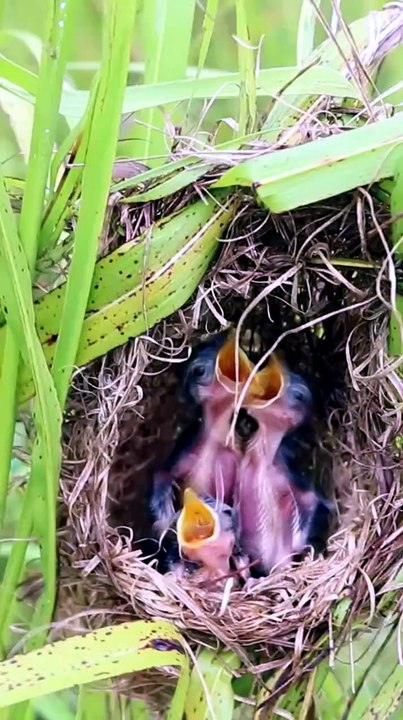 All baby wild bird cries to eat