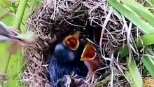 Baby wild bird waiting feed