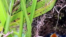 Mother's bird feeding