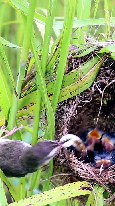 Mother's bird feeding