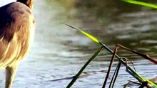 Bird stay in lake to wait catch fish eat