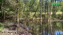 L'impact de la sècheresse en forêt