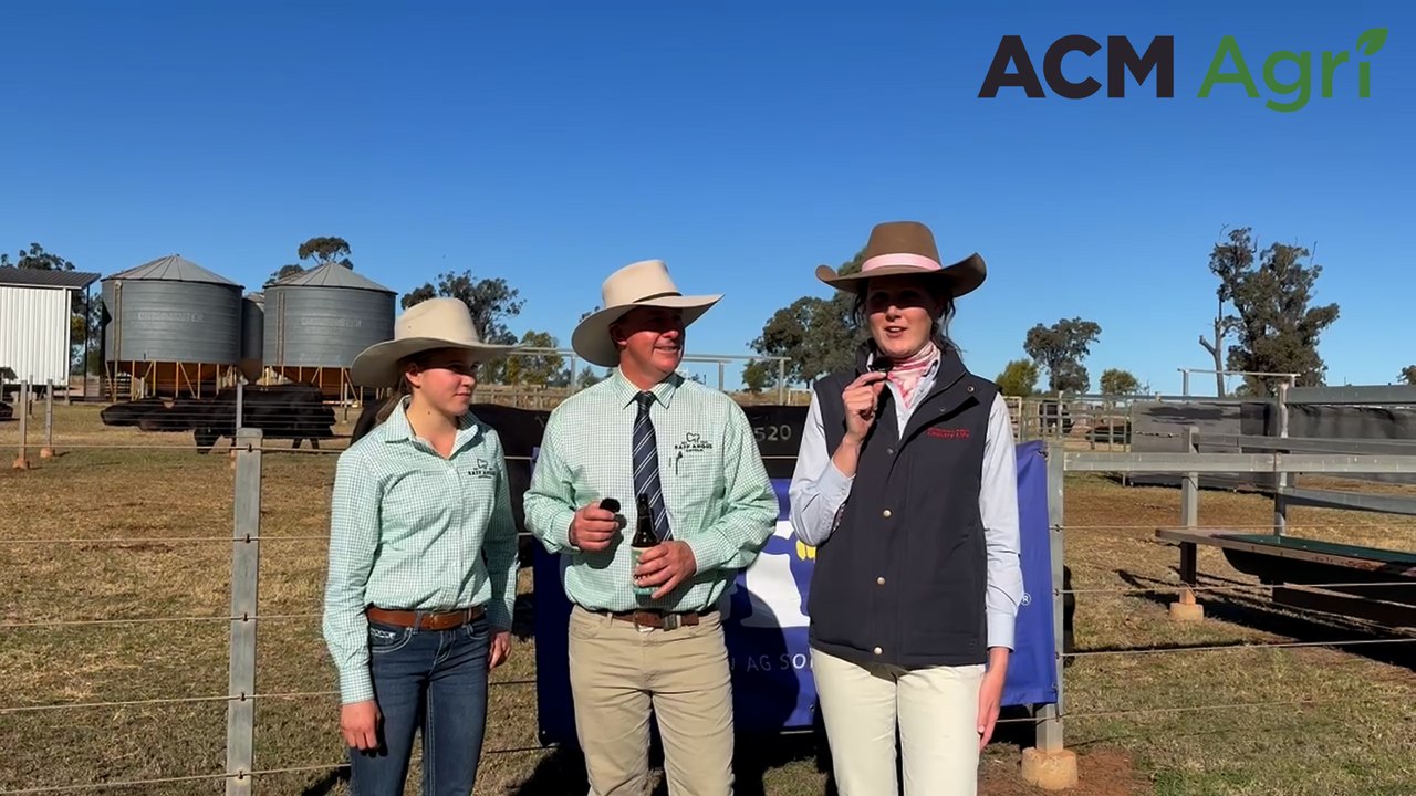 $30K top price as Raff Angus bulls average $15K at Drillham sale