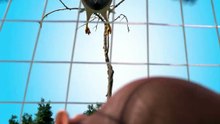 How A Hawk Snare Trap Works