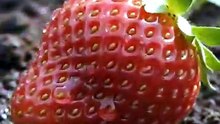 Strawberry 🍓🌱 From Fruit to New Plant | Nature Rebirth Cycle