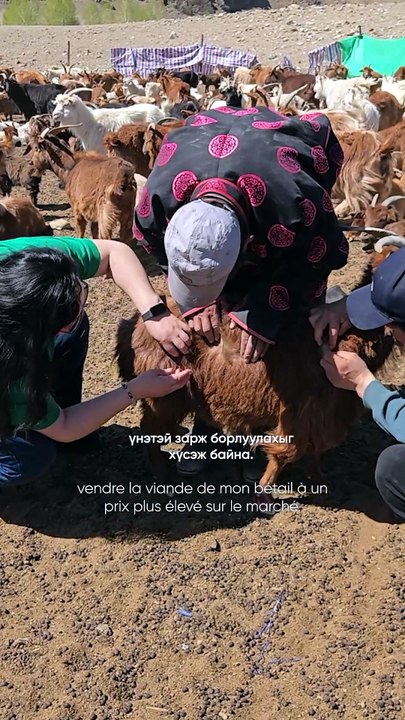 Valorisation de la viande de chèvre