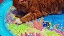 Summer Cooling Pet Water Bed – Keep Dogs & Cats Cool All Summer Long 🐾
