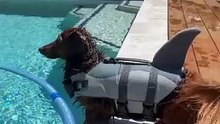 Shark-Style Dog Life Jacket Vest – Fun & Safe Pool Float for Pets 🐾🦈