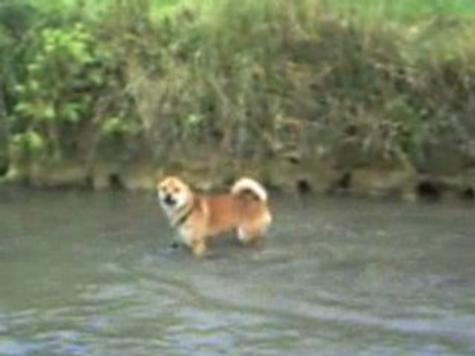 baignade ruisseau gengis